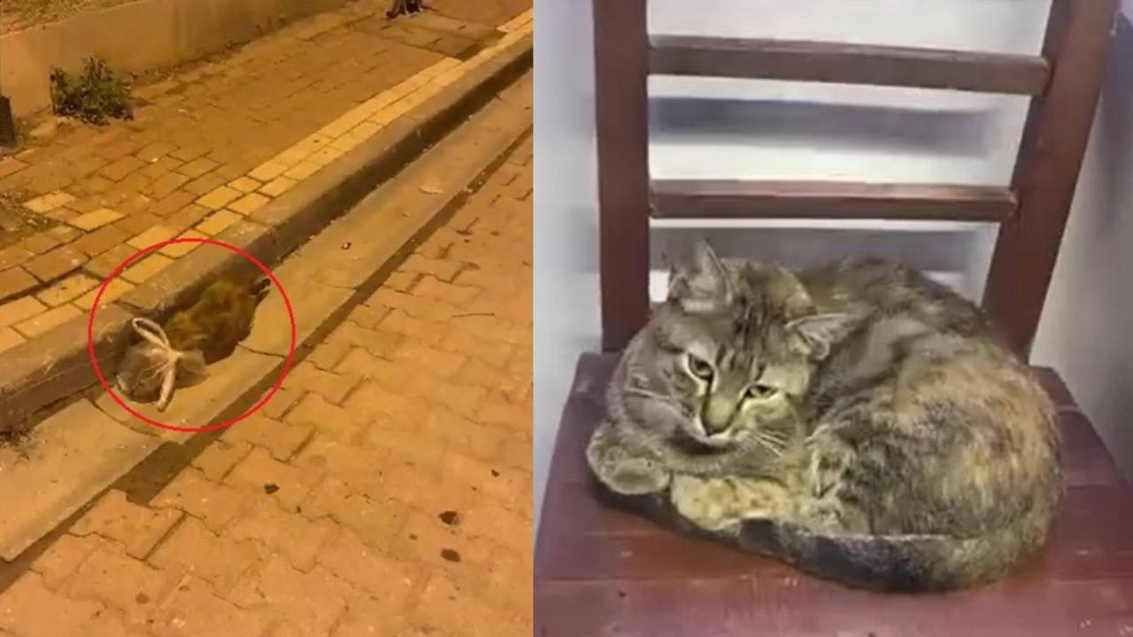 Sokakta yaşayan kedinin başına poşet geçirip bağladılar!