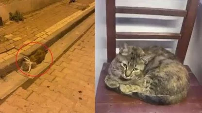 Sokakta yaşayan kedinin başına poşet geçirip bağladılar!