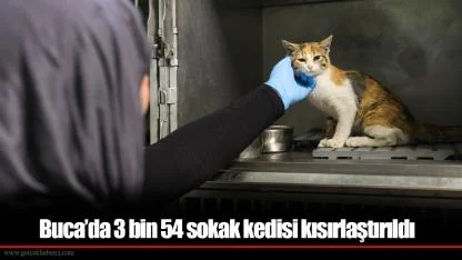 Buca’da 3 bin 54 sokak kedisi kısırlaştırıldı