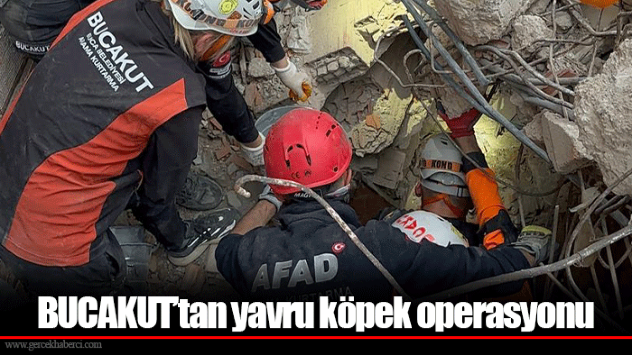 BUCAKUT’tan yavru köpek operasyonu