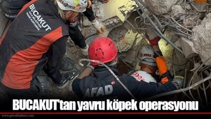 BUCAKUT’tan yavru köpek operasyonu