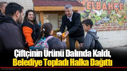 Çiftçinin Ürünü Dalında Kaldı, Belediye Topladı Halka Dağıttı