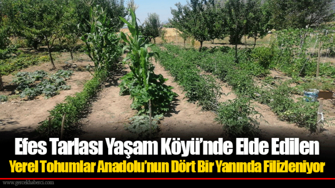 Efes Tarlası Yaşam Köyü’nde Elde Edilen Yerel Tohumlar Anadolu’nun Dört Bir Yanında Filizleniyor