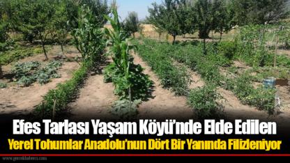 Efes Tarlası Yaşam Köyü’nde Elde Edilen Yerel Tohumlar Anadolu’nun Dört Bir Yanında Filizleniyor