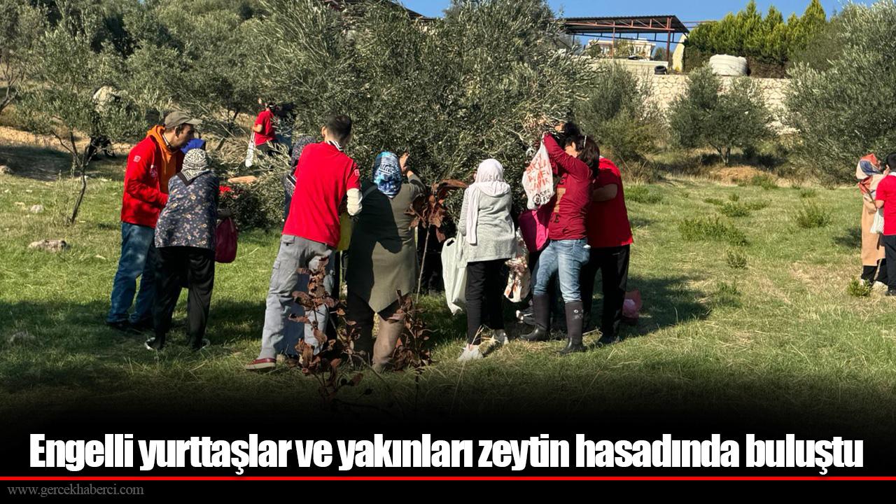 Engelli yurttaşlar ve yakınları zeytin hasadında buluştu