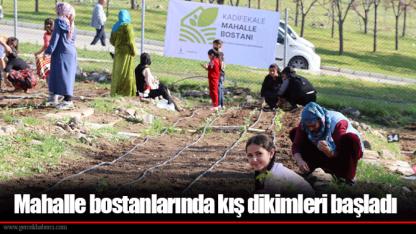 Mahalle bostanlarında kış dikimleri başladı
