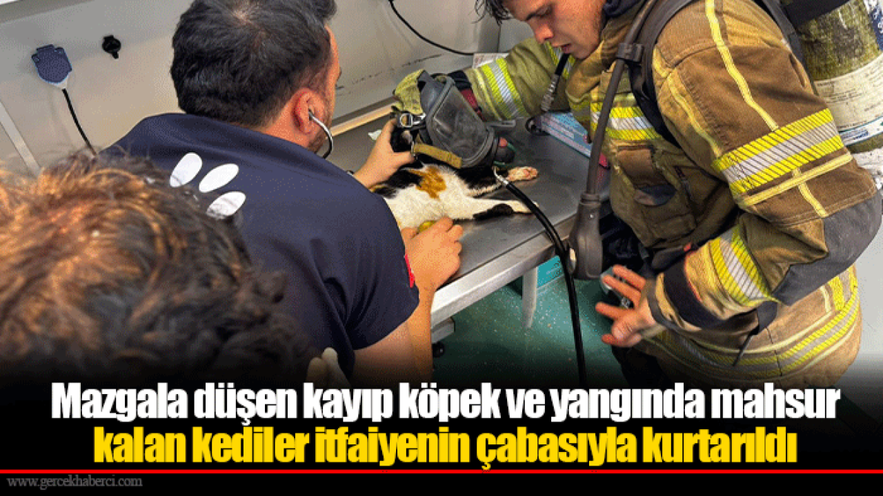 Mazgala düşen kayıp köpek ve yangında mahsur kalan kediler itfaiyenin çabasıyla kurtarıldı