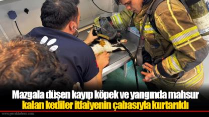 Mazgala düşen kayıp köpek ve yangında mahsur kalan kediler itfaiyenin çabasıyla kurtarıldı