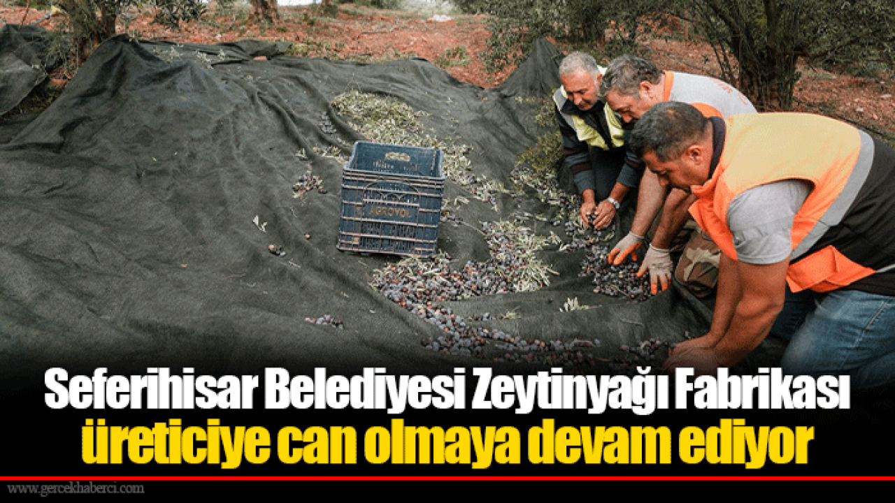 Seferihisar Belediyesi Zeytinyağı Fabrikası üreticiye can olmaya devam ediyor