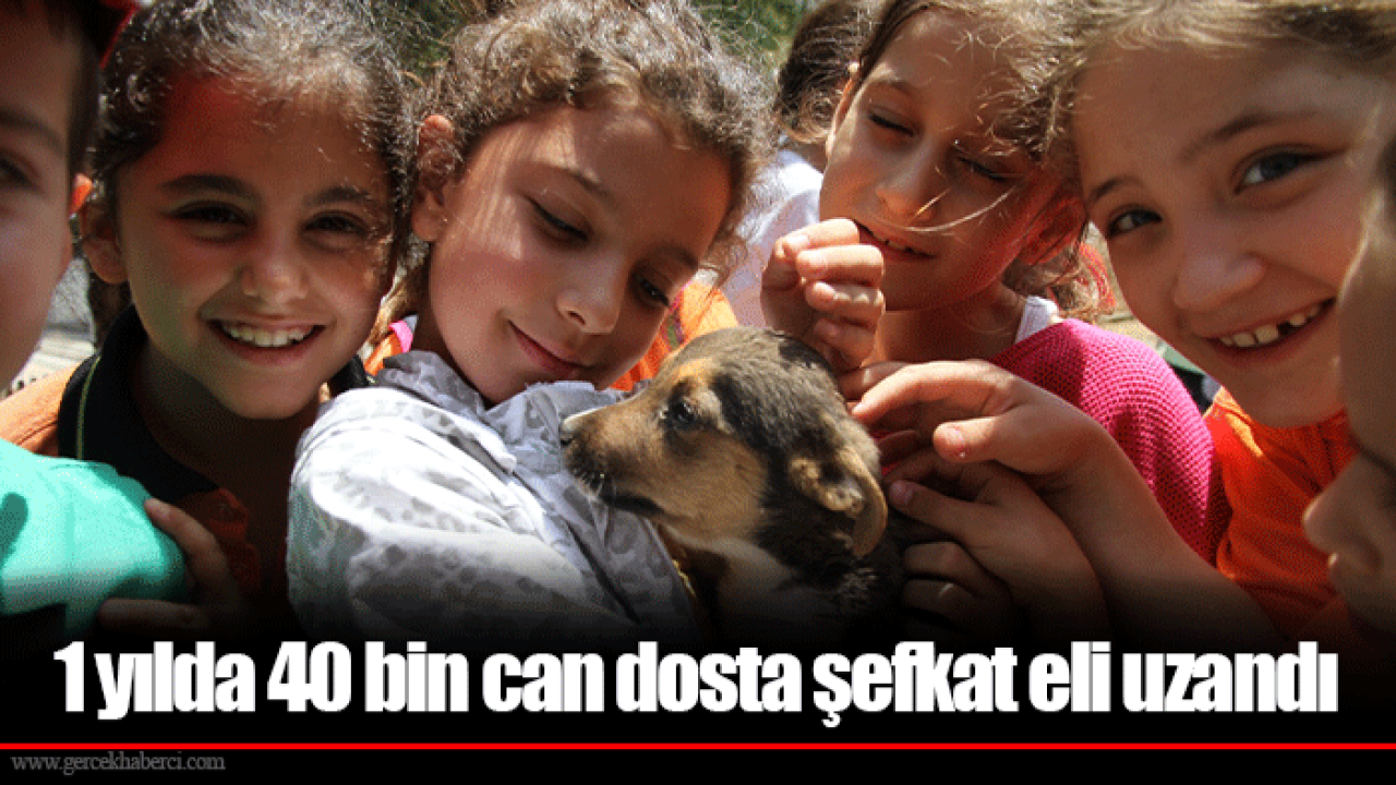 1 yılda 40 bin can dosta şefkat eli uzandı