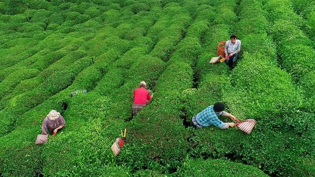 39 yıldır piyasadaydı: Dev marka Türkiye&#039;deki çay üretiminden çekildi