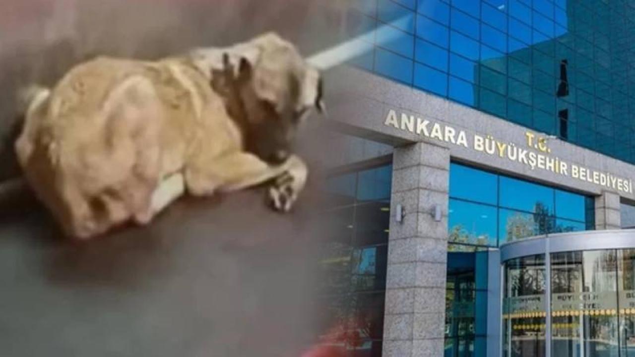 Ankara’da hayvan barınağında katliam iddiasına belediyeden açıklama: Mansur Yavaş'ın talimatıyla soruşturma başlatıldı