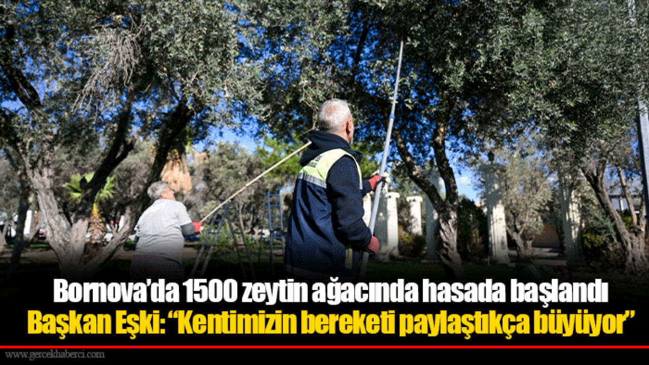 Bornova’da 1500 zeytin ağacında hasada başlandı... Başkan Eşki: “Kentimizin bereketi paylaştıkça büyüyor”