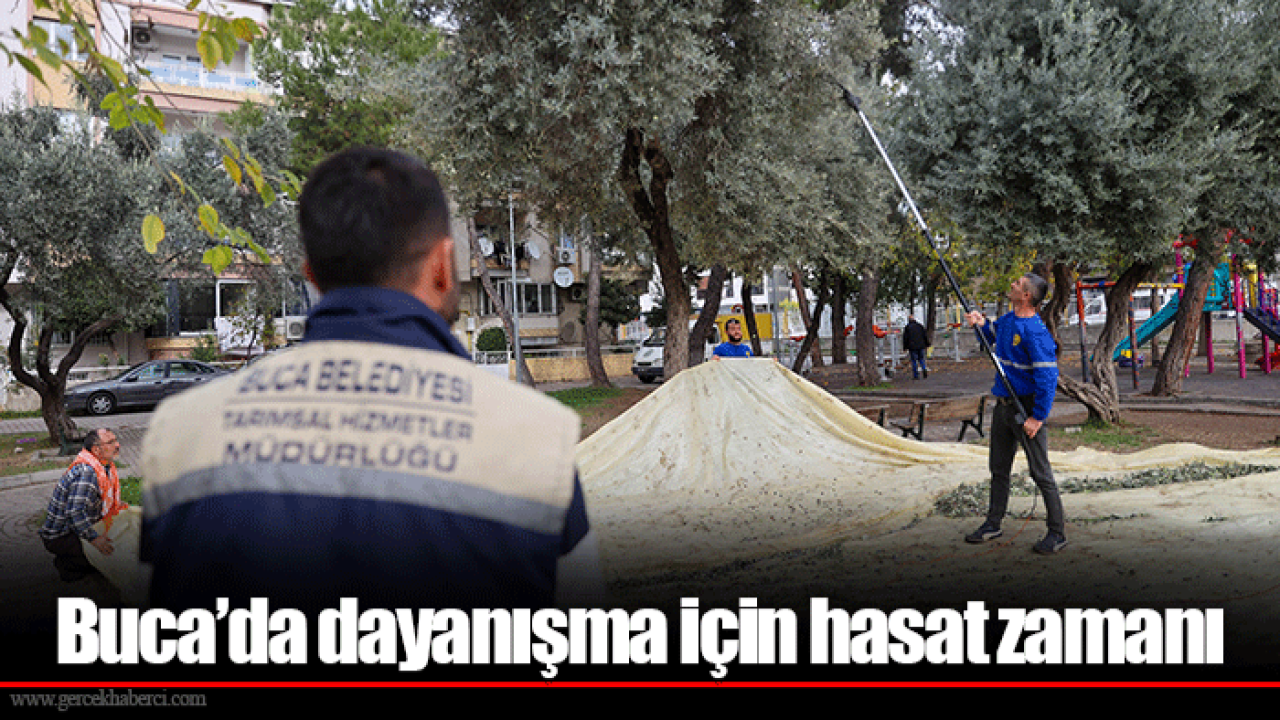 Buca’da dayanışma için hasat zamanı