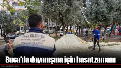 Buca’da dayanışma için hasat zamanı