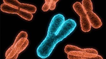 Evrimsel biyolog Graves: Erkek cinsiyetini belirleyen Y kromozomu yok oluyor