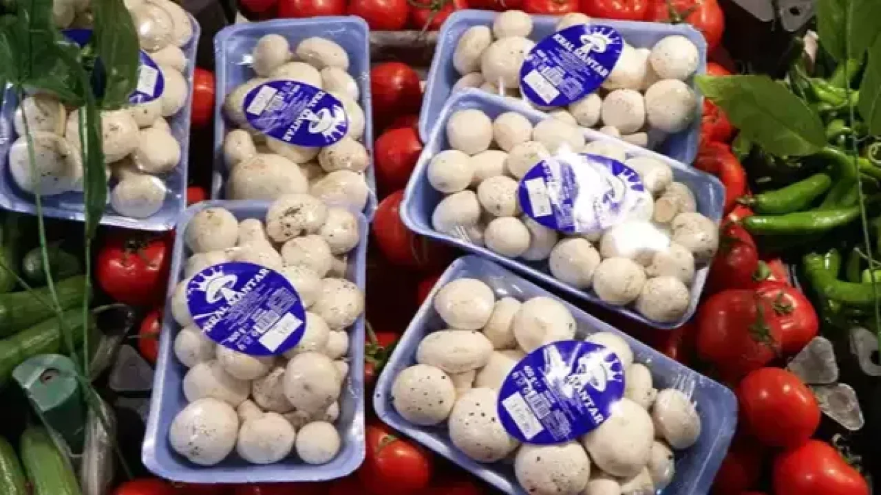 İstanbul&#039;da 1 ayda 60 kişi mantardan zehirlendi: Uzmanından kritik uyarılar!