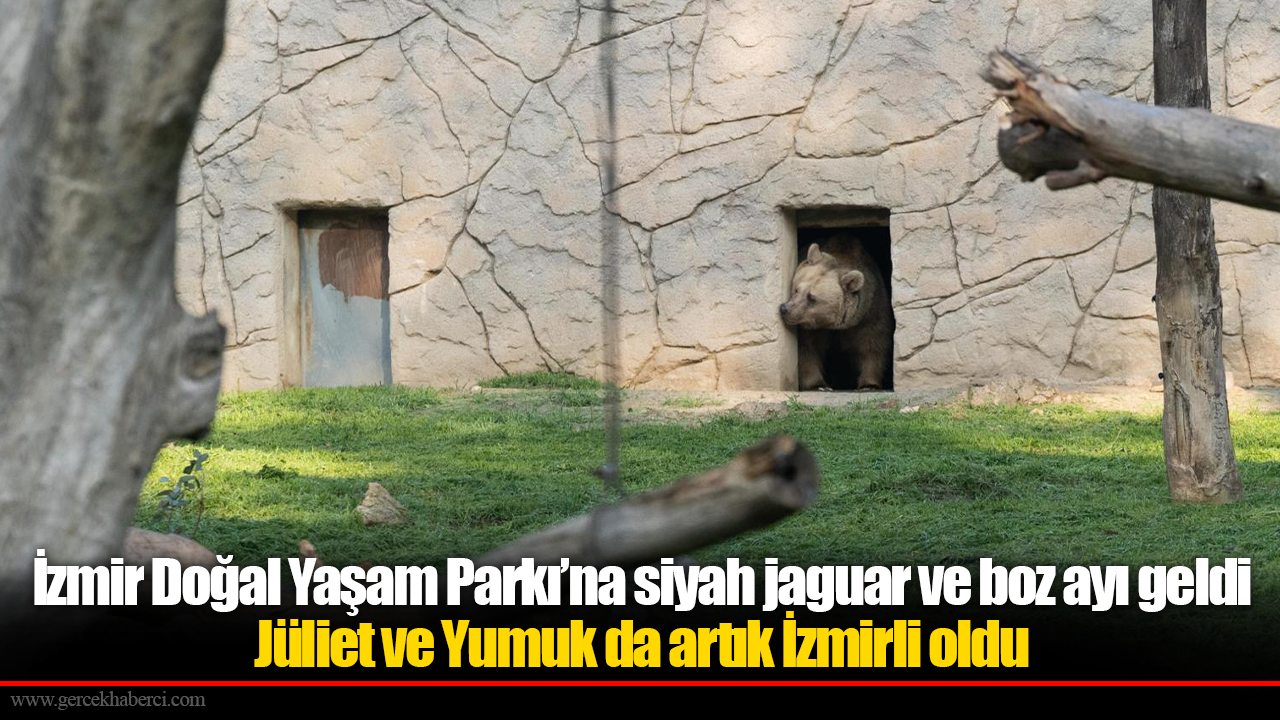 İzmir Doğal Yaşam Parkı’na siyah jaguar ve boz ayı geldi