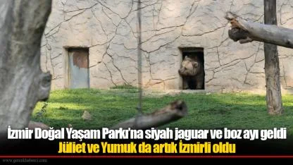 İzmir Doğal Yaşam Parkı’na siyah jaguar ve boz ayı geldi