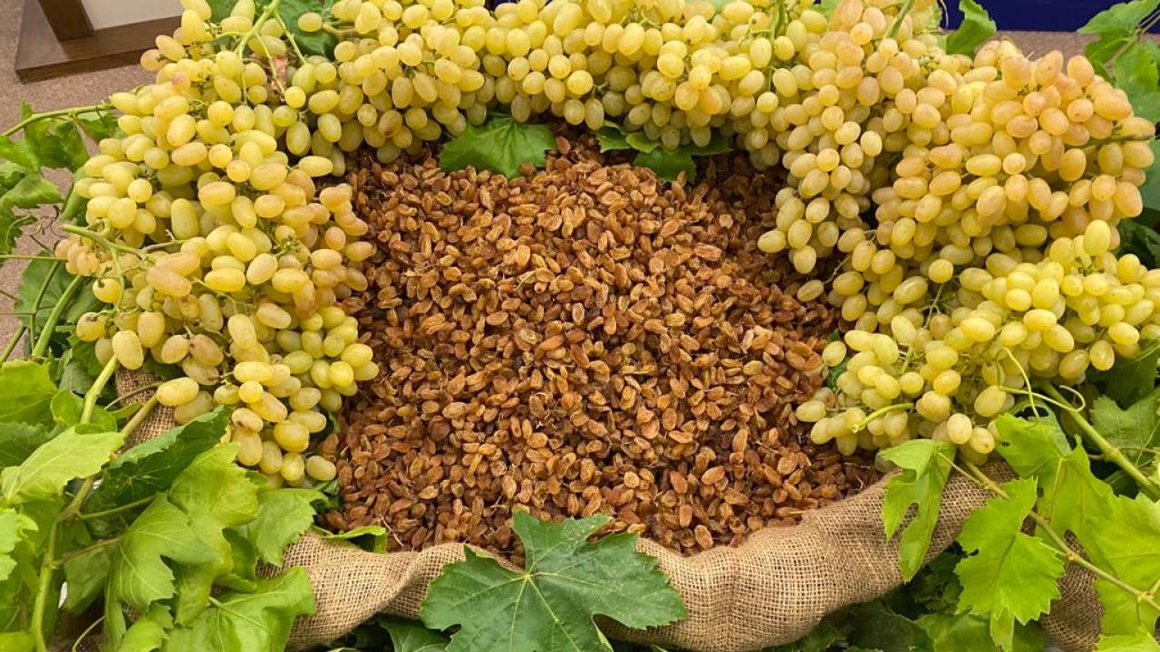 Türkiye, dünya kuru üzüm ihracatının yüzde 30’unu tek başına yapacak