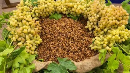 Türkiye, dünya kuru üzüm ihracatının yüzde 30’unu tek başına yapacak