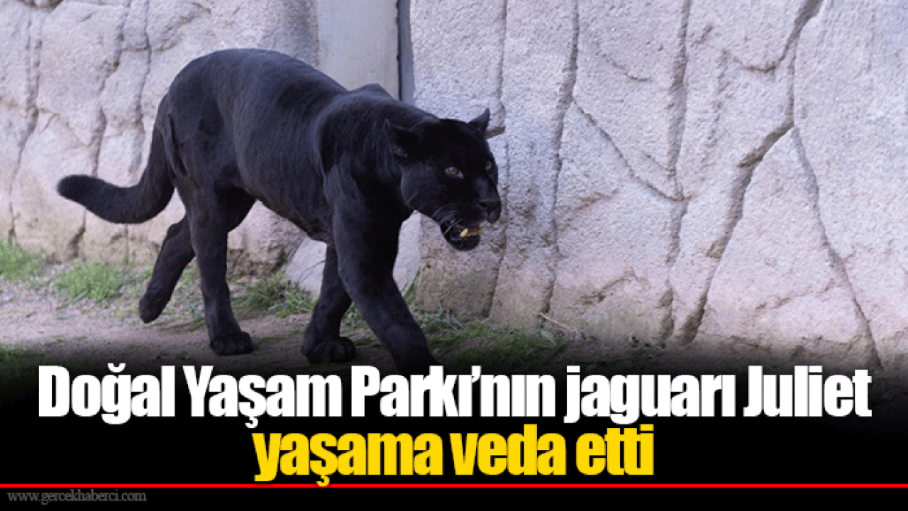 Doğal Yaşam Parkı’nın jaguarı Juliet yaşama veda etti