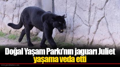 Doğal Yaşam Parkı’nın jaguarı Juliet yaşama veda etti