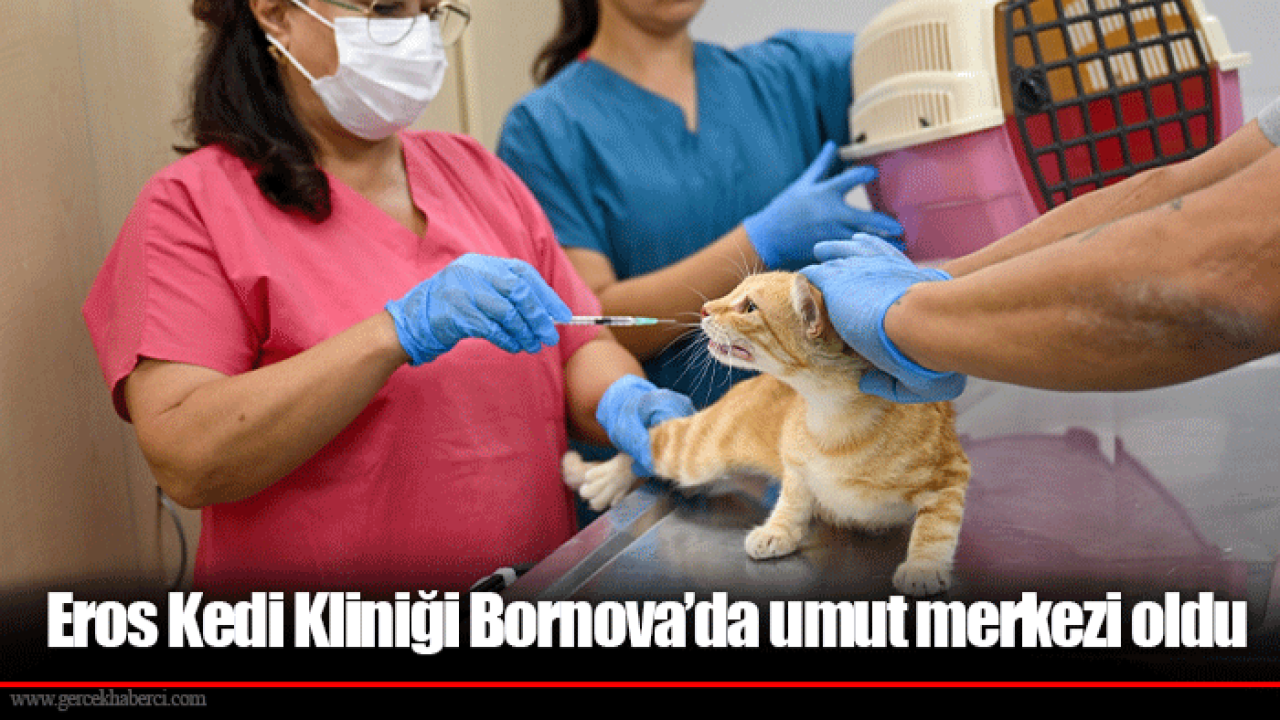 Eros Kedi Kliniği Bornova’da umut merkezi oldu