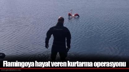 Flamingoya hayat veren kurtarma operasyonu