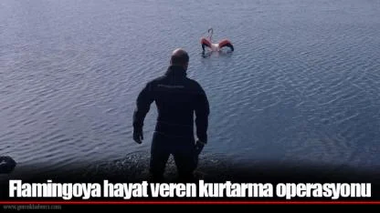 Flamingoya hayat veren kurtarma operasyonu
