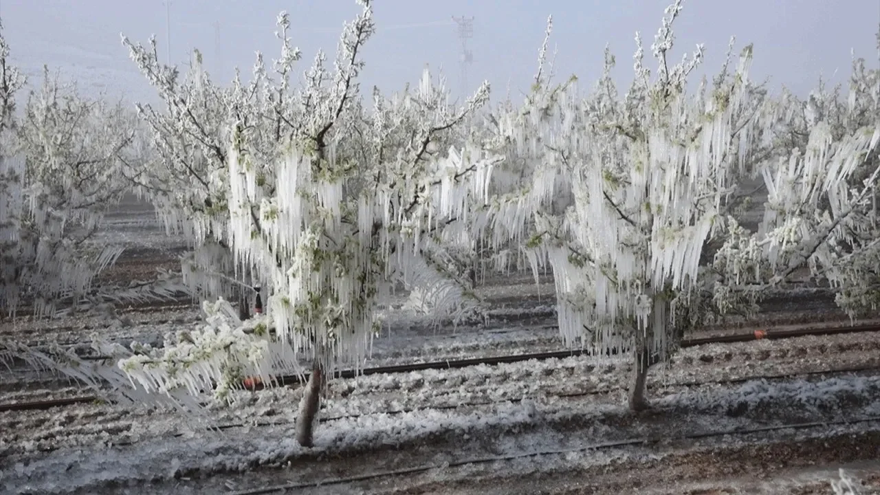 Geçen yıl dev kayıp yaşanmıştı: Gıdada büyük tehlike kapıda