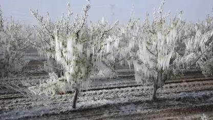 Geçen yıl dev kayıp yaşanmıştı: Gıdada büyük tehlike kapıda