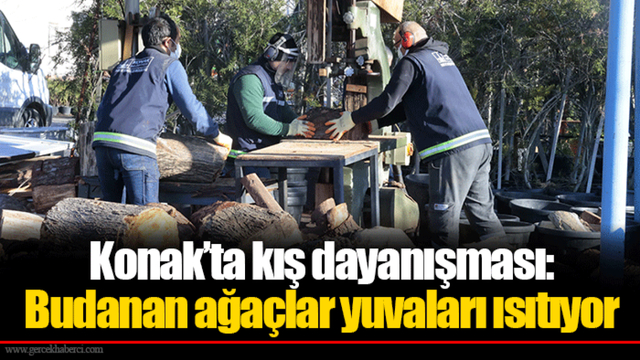Konak’ta kış dayanışması: Budanan ağaçlar yuvaları ısıtıyor