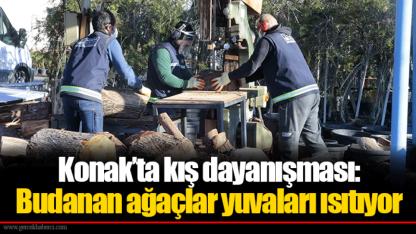 Konak’ta kış dayanışması: Budanan ağaçlar yuvaları ısıtıyor