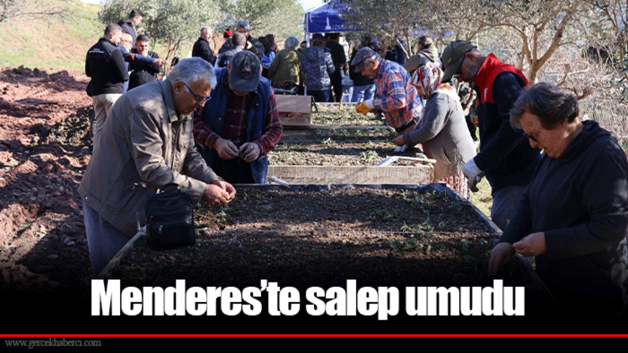 Menderes’te salep umudu