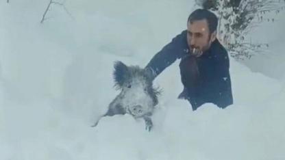 Sinop'ta domuzu eliyle yakalayan kişiye kesilen ceza iptal oldu