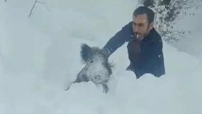 Sinop'ta domuzu eliyle yakalayan kişiye kesilen ceza iptal oldu