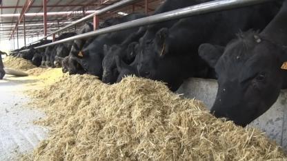 Yem fiyatlarına KDV zammı geldi: Son ürün fiyatlarını etkileyecek