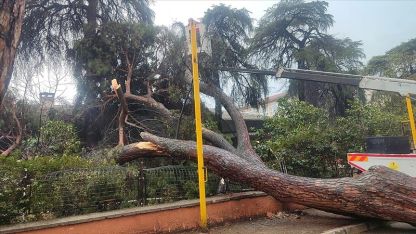 Ödemiş'te devrilen çam ağacı okulun bahçe duvarında hasara neden oldu