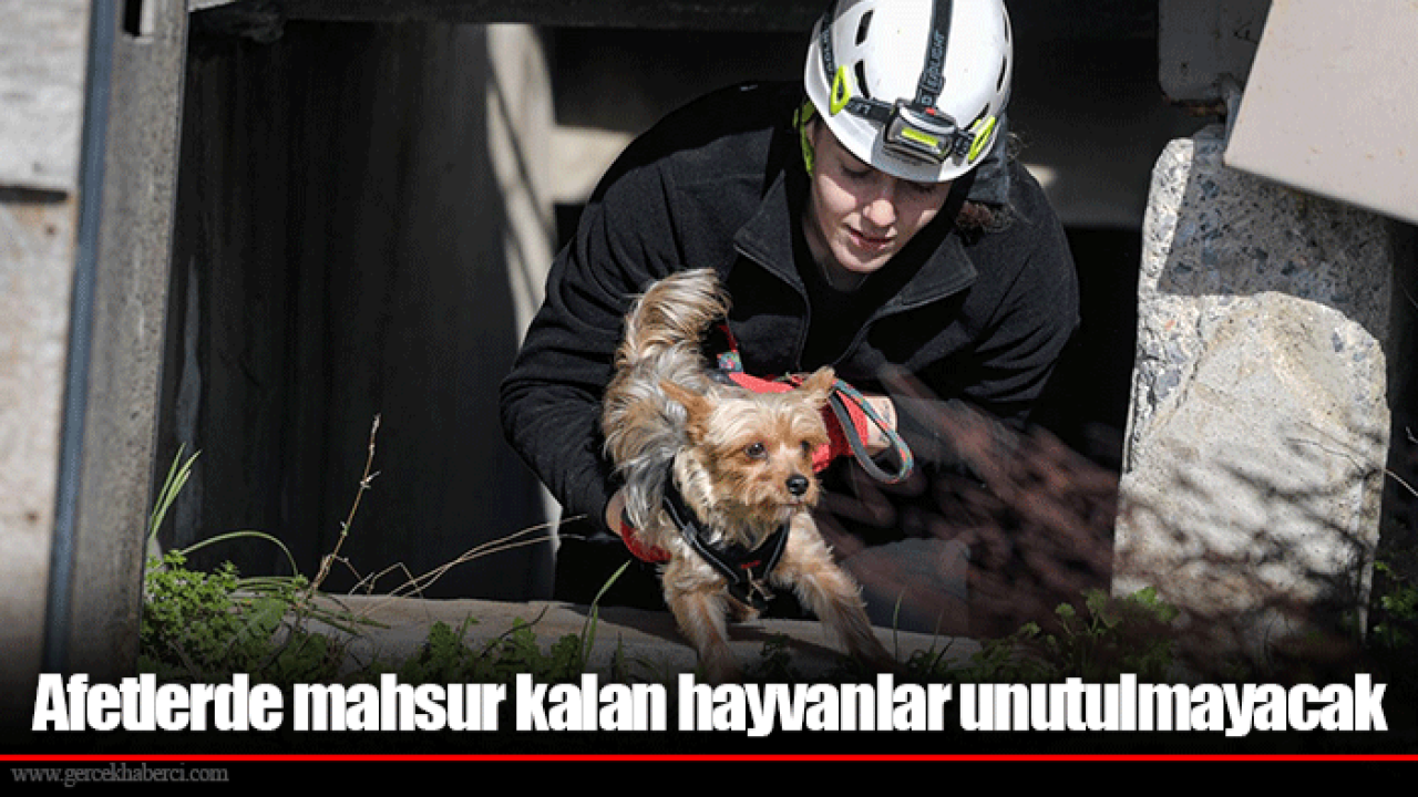 Afetlerde mahsur kalan hayvanlar unutulmayacak