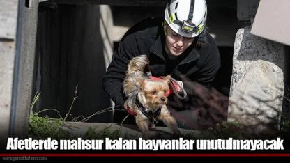 Afetlerde mahsur kalan hayvanlar unutulmayacak