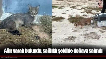 Ağır yaralı bulundu, sağlıklı şekilde doğaya salındı