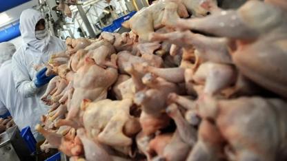 Bakanlıktan yeni karar: Tavuk ihracatı durduruldu