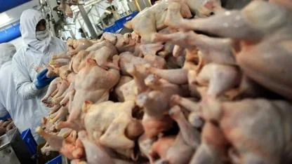 Bakanlıktan yeni karar: Tavuk ihracatı durduruldu