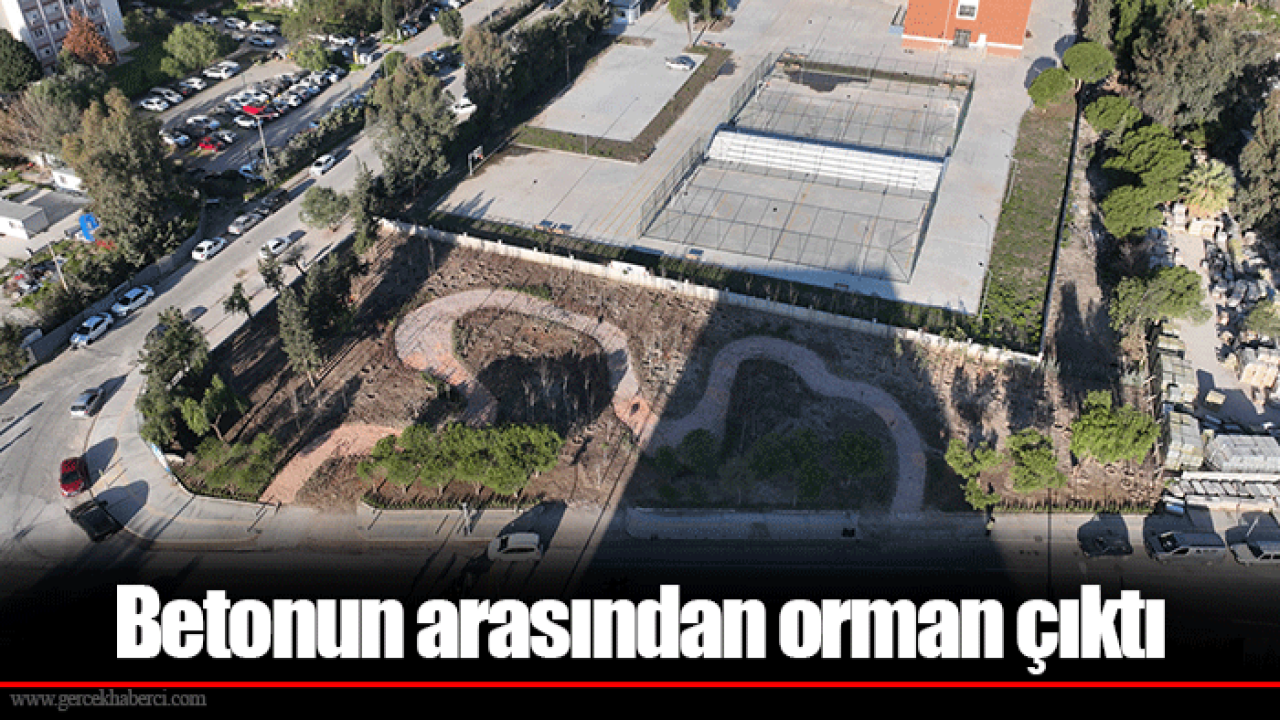 Betonun arasından orman çıktı