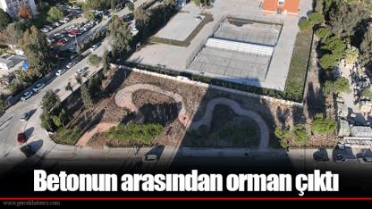 Betonun arasından orman çıktı