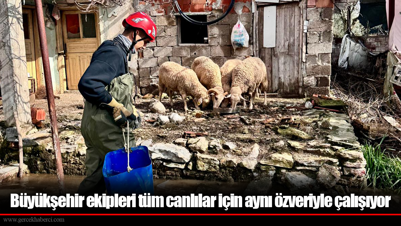 Büyükşehir ekipleri tüm canlılar için aynı özveriyle çalışıyor