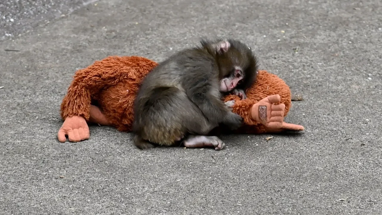Terk edilen bebek maymun Punch'ın oyuncağı yok satıyor: Türkiye'deki fiyatı belli oldu
