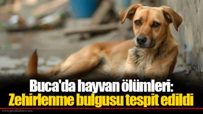 Buca'da hayvan ölümleri: Zehirlenme bulgusu tespit edildi