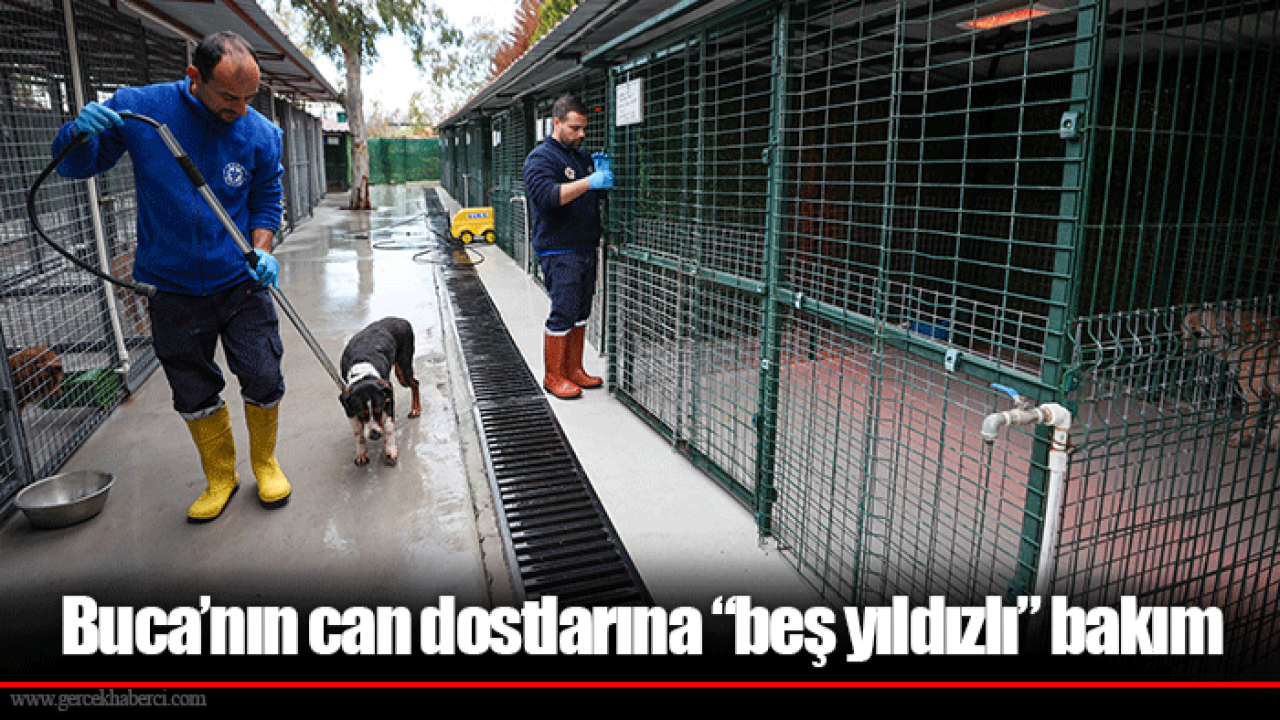 Buca’nın can dostlarına “beş yıldızlı” bakım